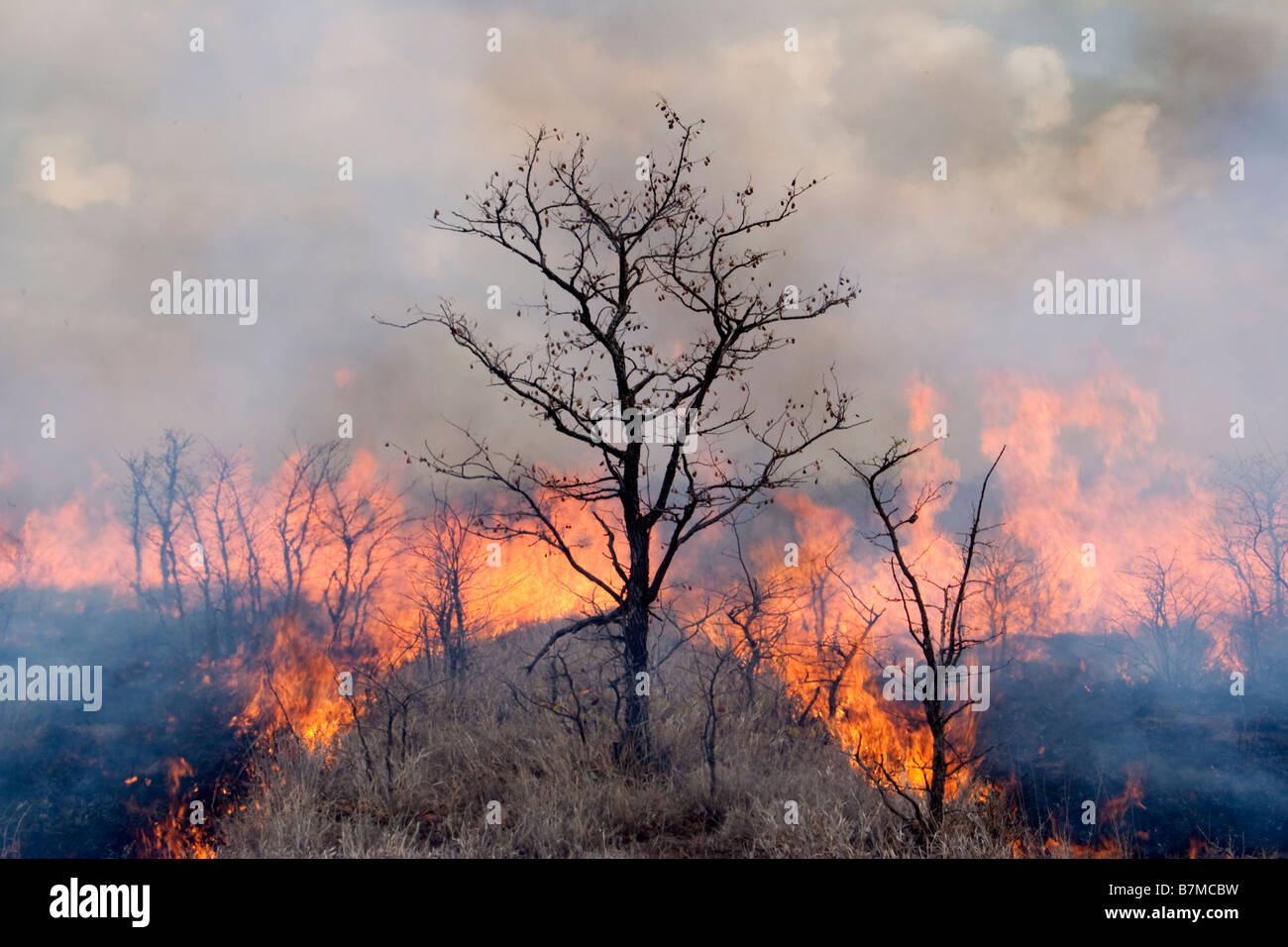 Una quemadura converge con la cabeza de fuego y cierran en Lone Tree, el Parque Nacional Kruger, Sudáfrica Foto de stock