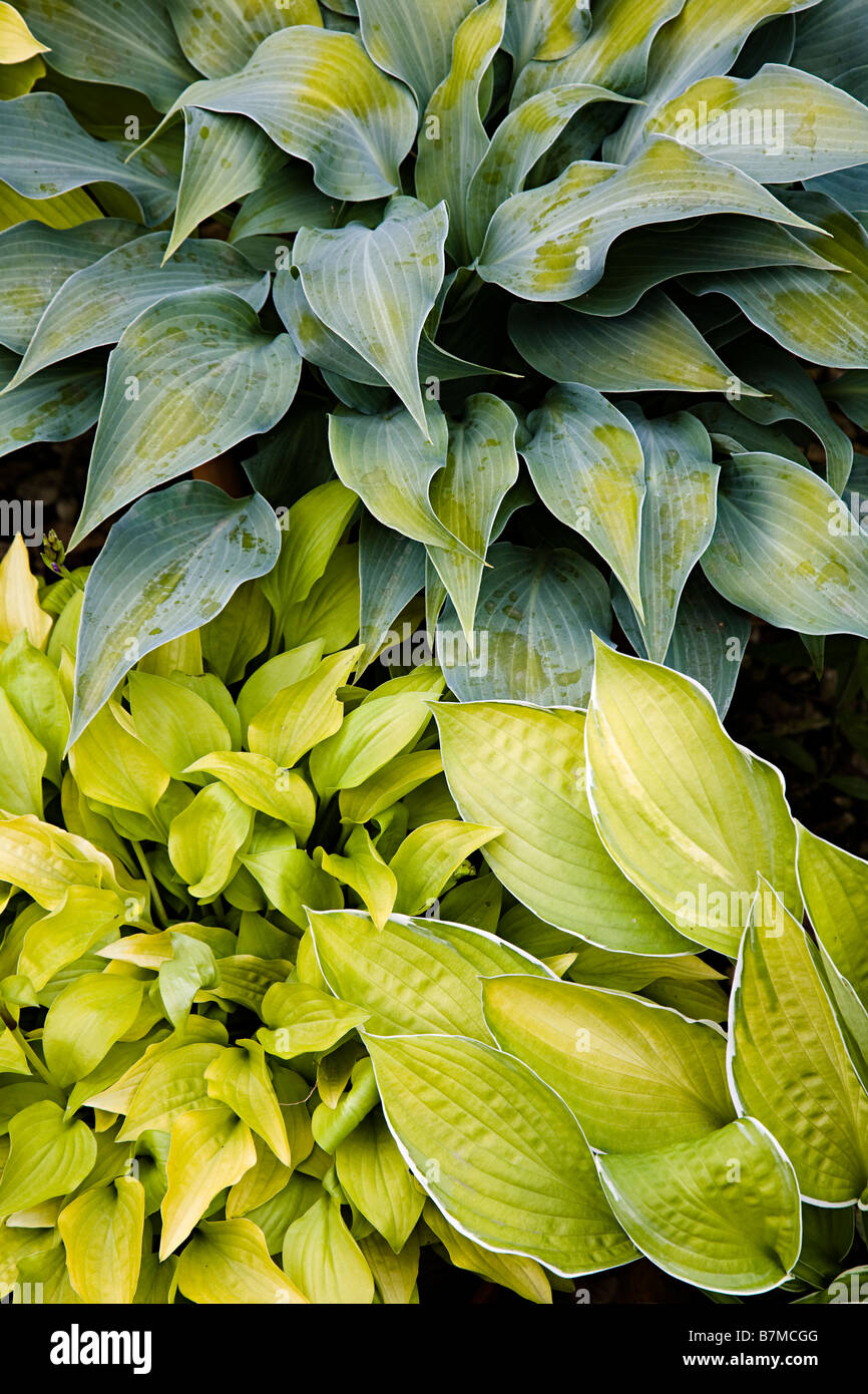 Las plantas con hojas mixtas en camas de jardín UK Foto de stock