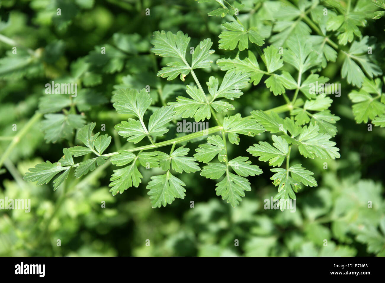 Cicuta, Oenanthe crocata Dropwort agua, Apiaceae Foto de stock