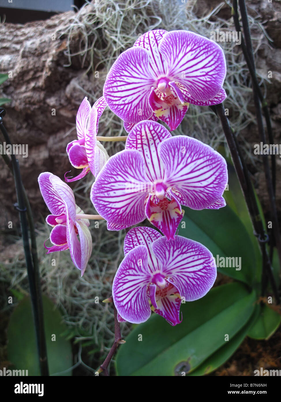 Orquidea Phalaenopsis banda corona Fotografía de stock - Alamy