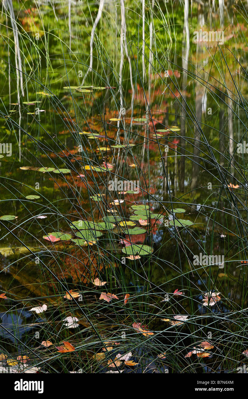 Almohadillas de Lilly cañas y Otoño Reflexiones sobre consejo forestal nacional Hiawatha en el Lago Michigan Foto de stock