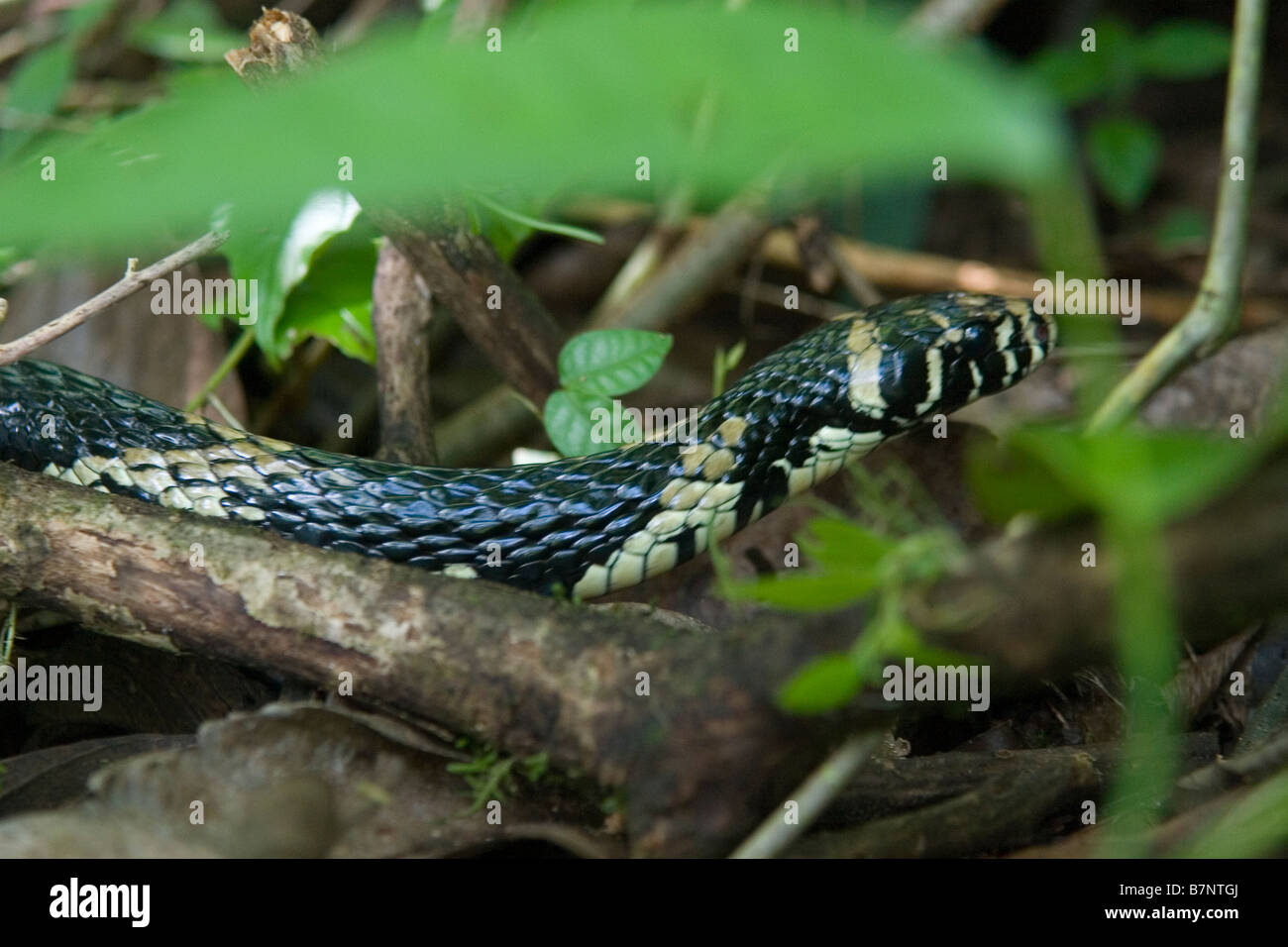 Serpiente mica, Costa Rica Foto de stock