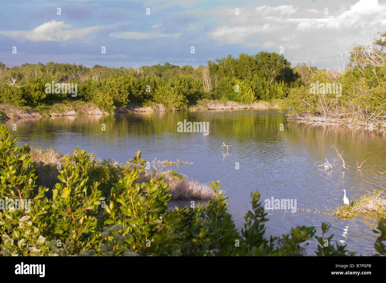 Lago en los Everglades de Florida Foto de stock