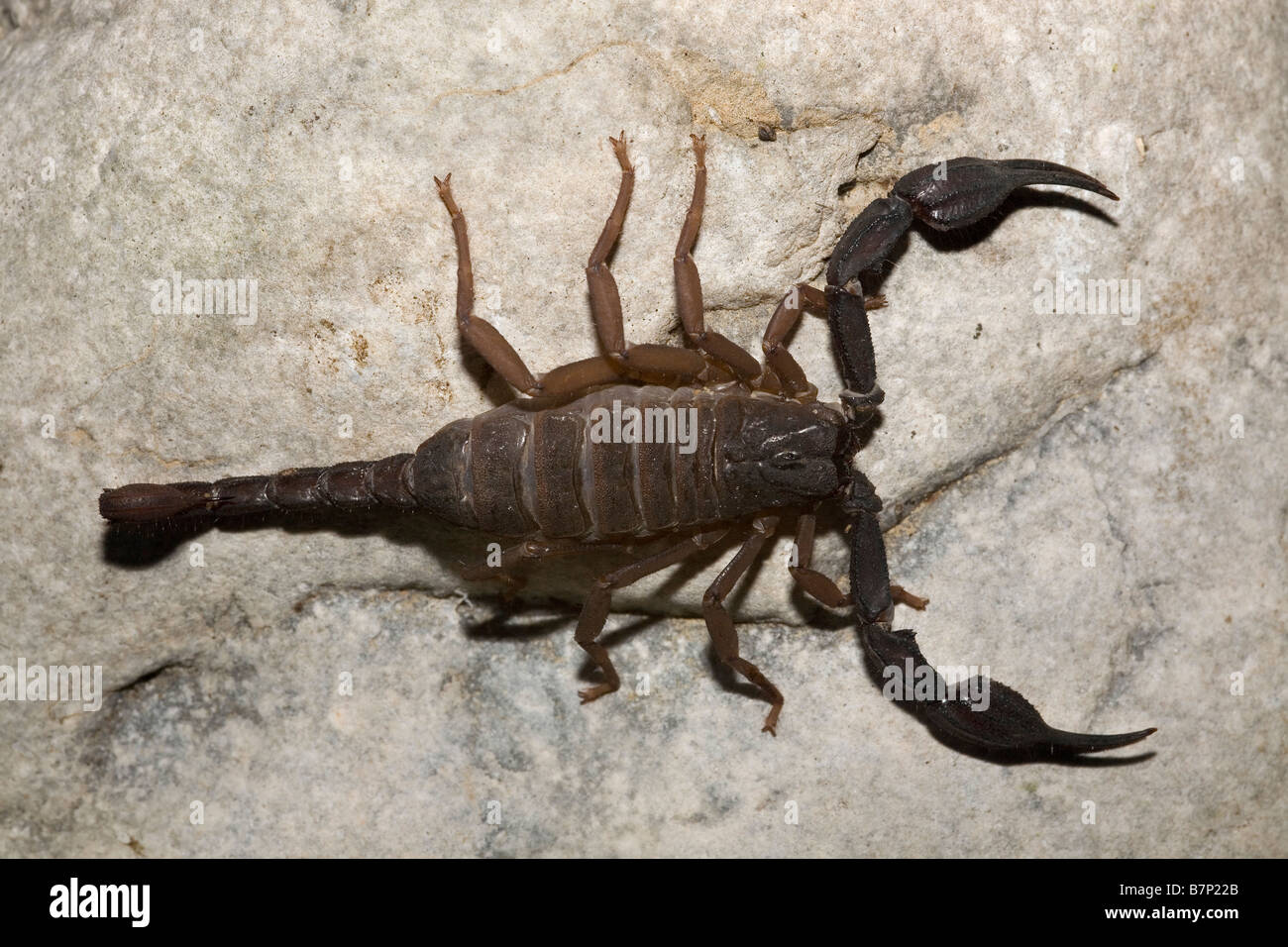 Scorpion Iurus dufoureius el Mani sur del Peloponeso Grecia Foto de stock