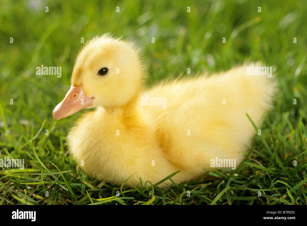 Domestic Duck (Anas platyrhynchos), el patito descansando sobre la hierba Foto de stock