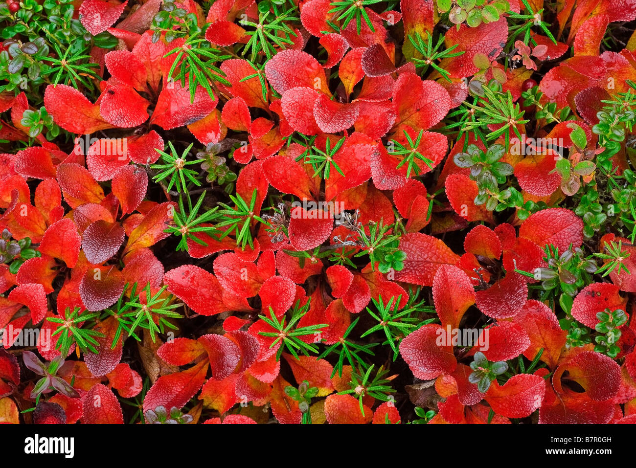 Alaska tundra plants fotografías e imágenes de alta resolución Alamy