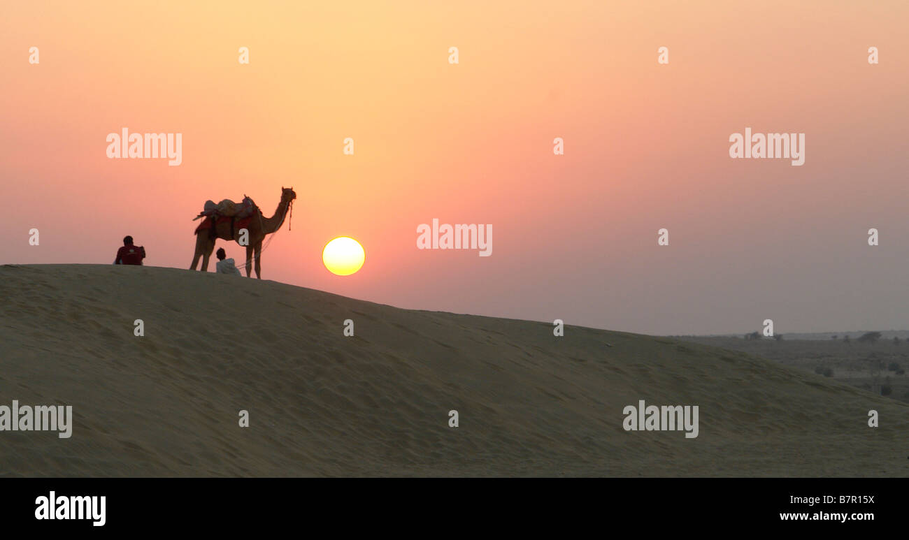 Camello al atardecer en la arena sam junes cerca de Jaisalmer en el desierto de Thar Foto de stock