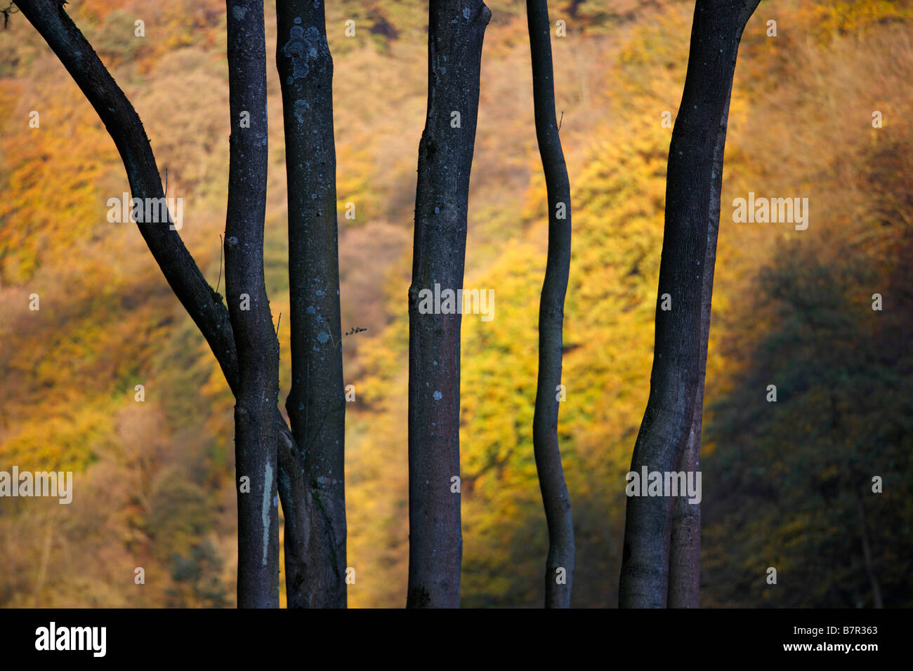 Bäume im Herbst, Foto de stock
