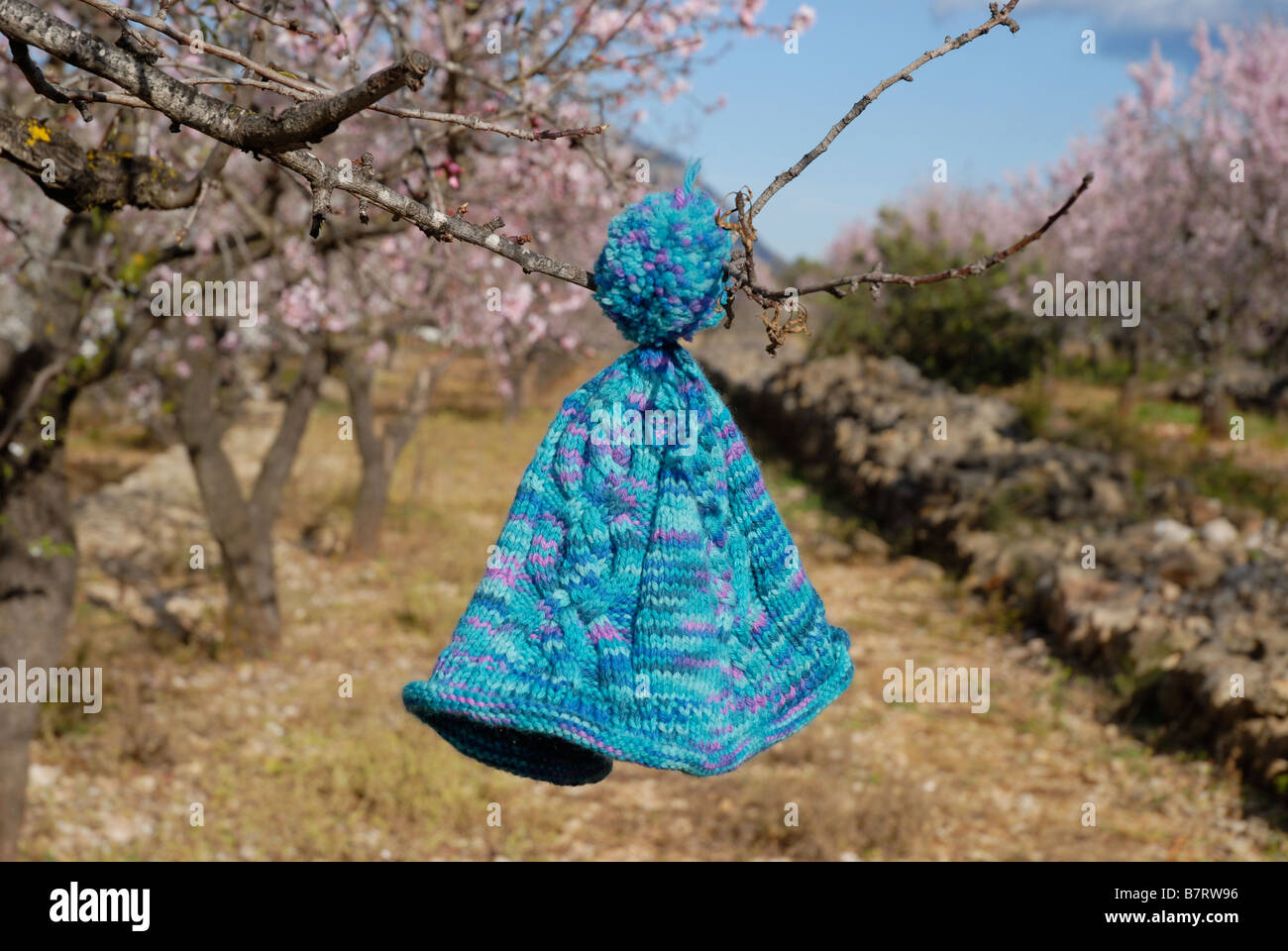 Tejidas a Mano de lana azul bobble hat colgando en un almendro, Valle del Jalón, provincia de Alicante, Comunidad Valenciana, España Foto de stock