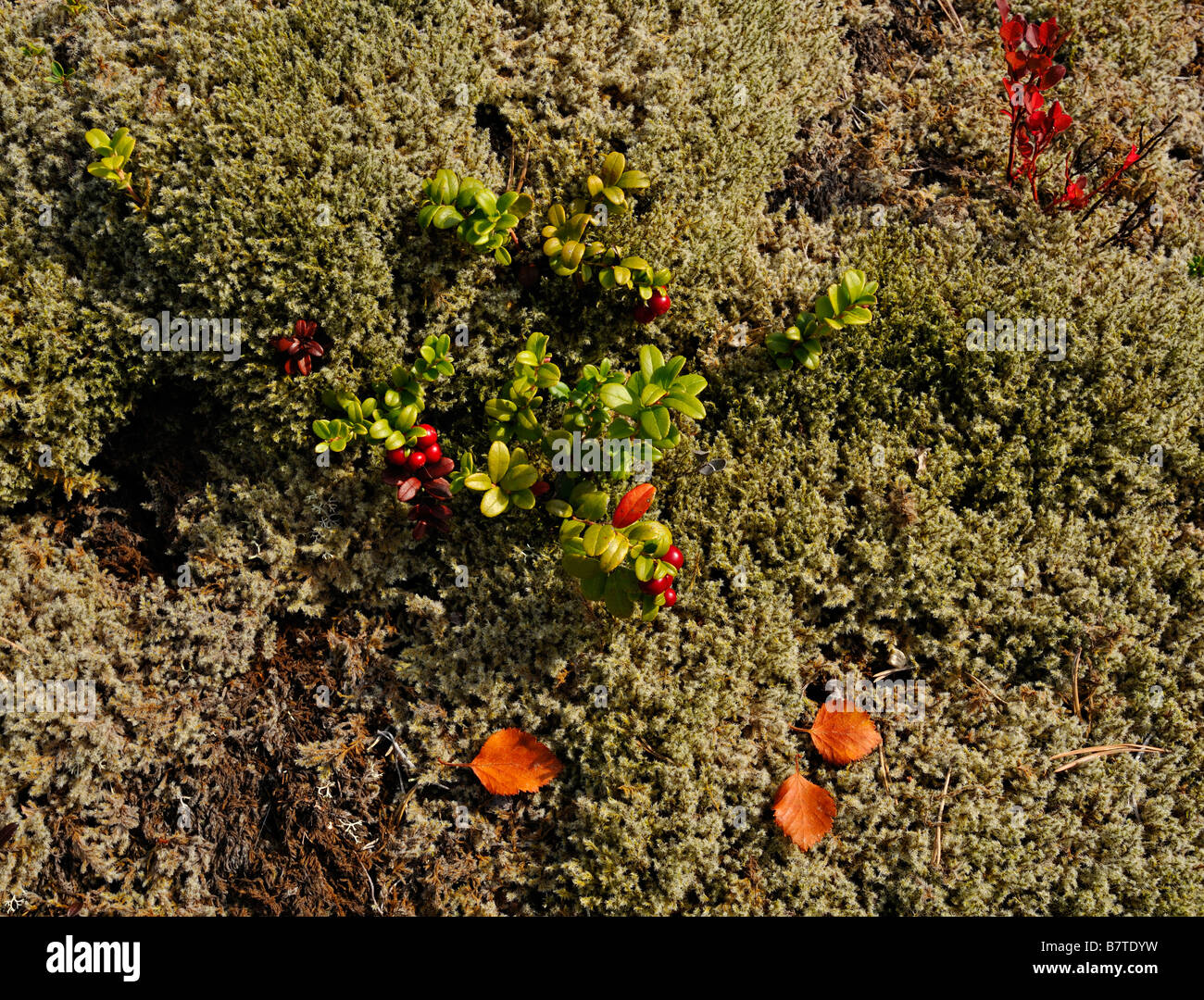 Un jardín ártico de musgos, hojas de otoño y arbustos enanos cerca Fauske Noruega Foto de stock