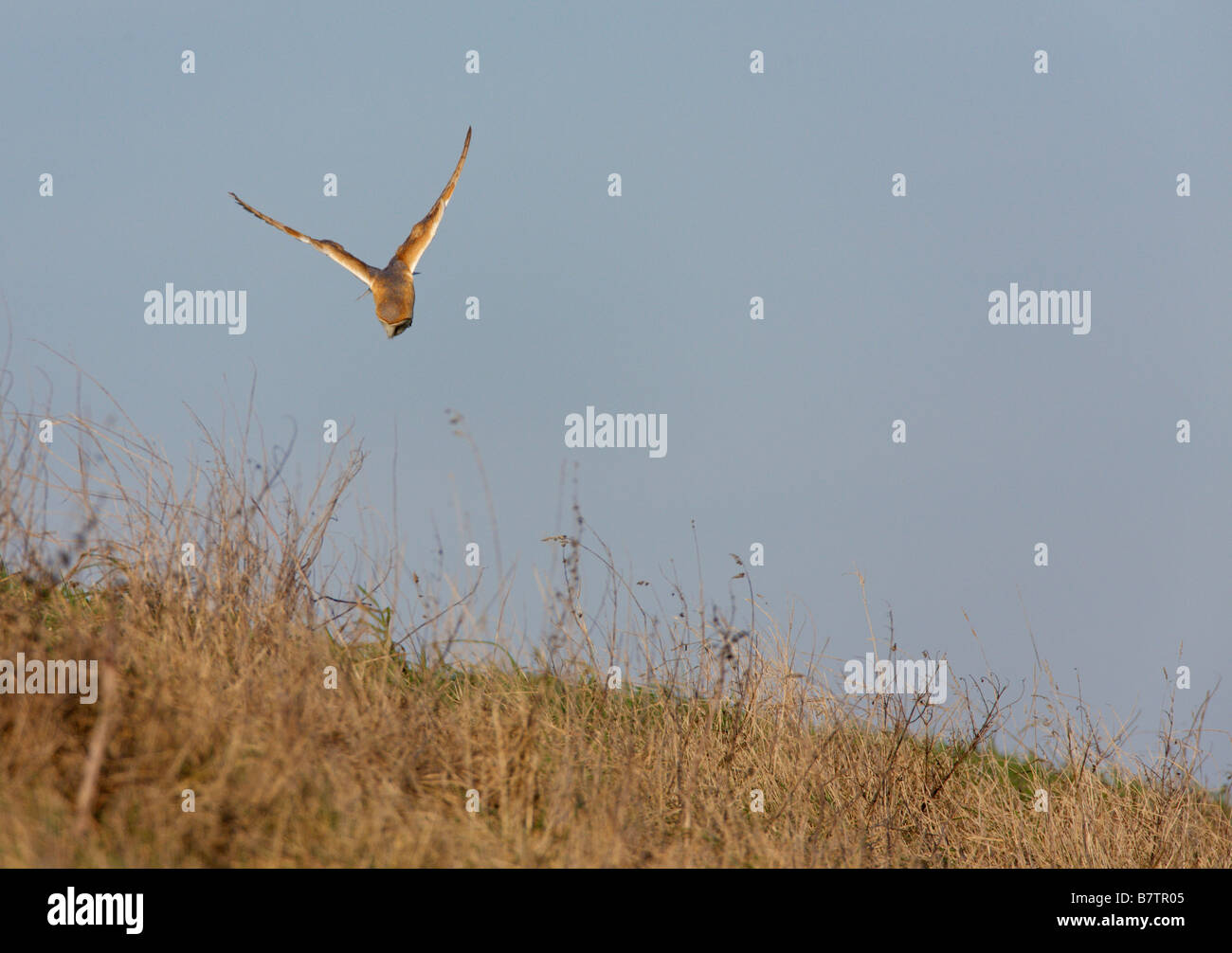 Lechuza Tyto alba la caza en luz del atardecer Welney Norfolk Foto de stock