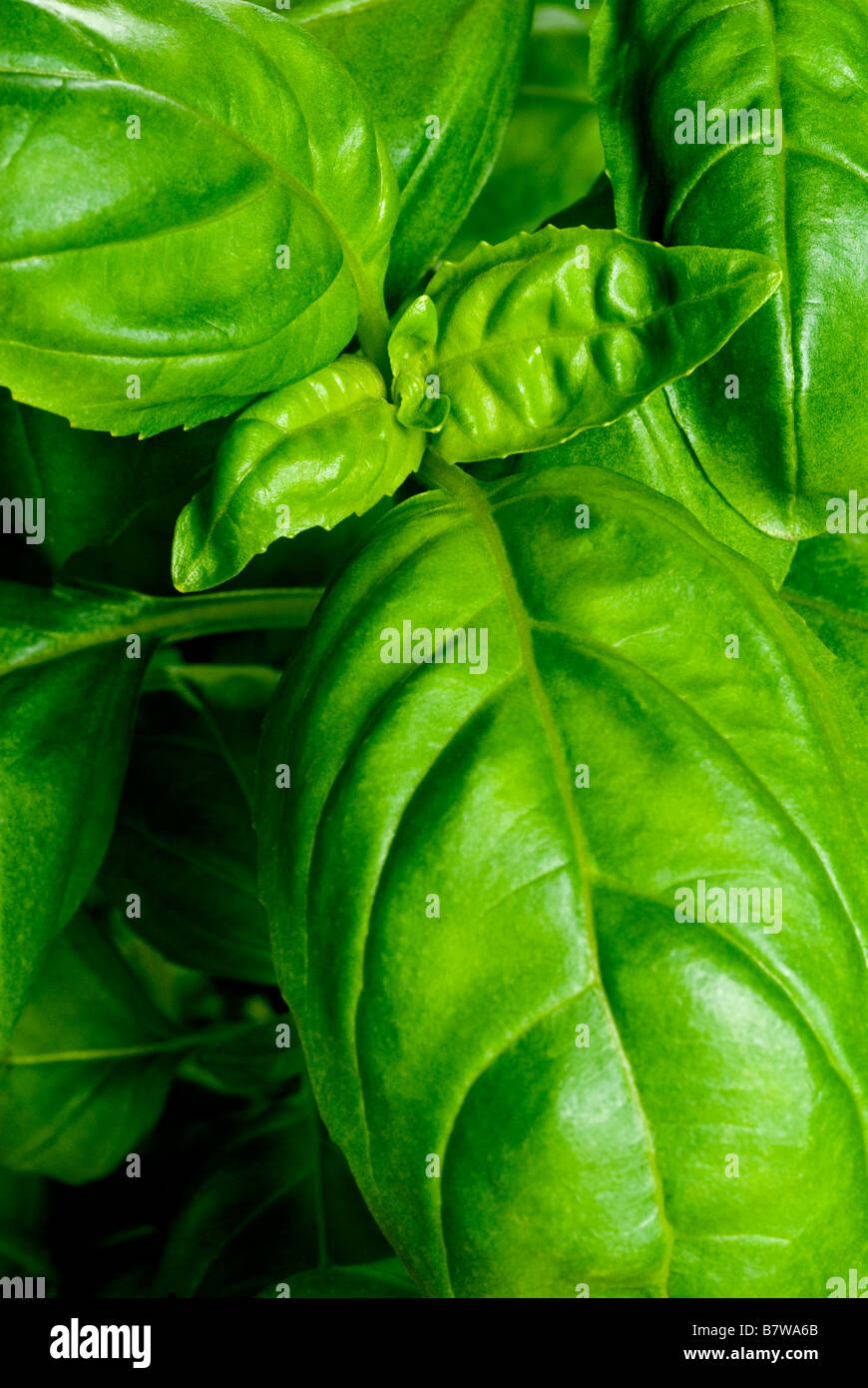 Hojas de albahaca fresca en el crecimiento de una planta en maceta real Foto de stock