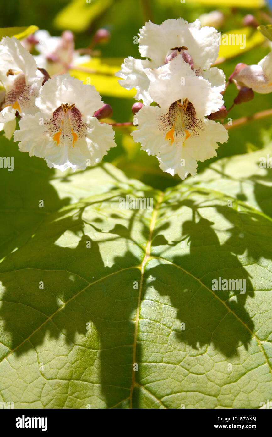 Close-up de las flores y las hojas de un árbol indio Bean (Catalpa bignonioides Catalpa / Sur / Catawba) Foto de stock