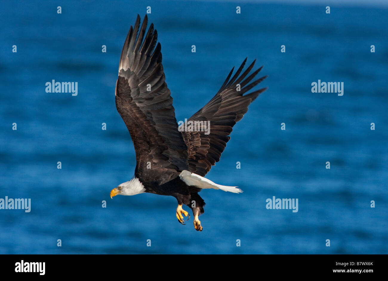 El águila calva Haliaeetus leucocephalus en vuelo sobre el océano en Qualicum Beach en la isla de Vancouver BC en noviembre Foto de stock