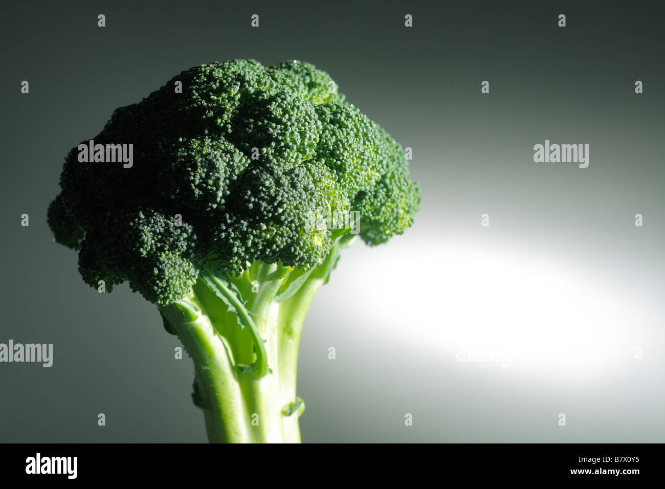 El brócoli, Foto de estudio Foto de stock