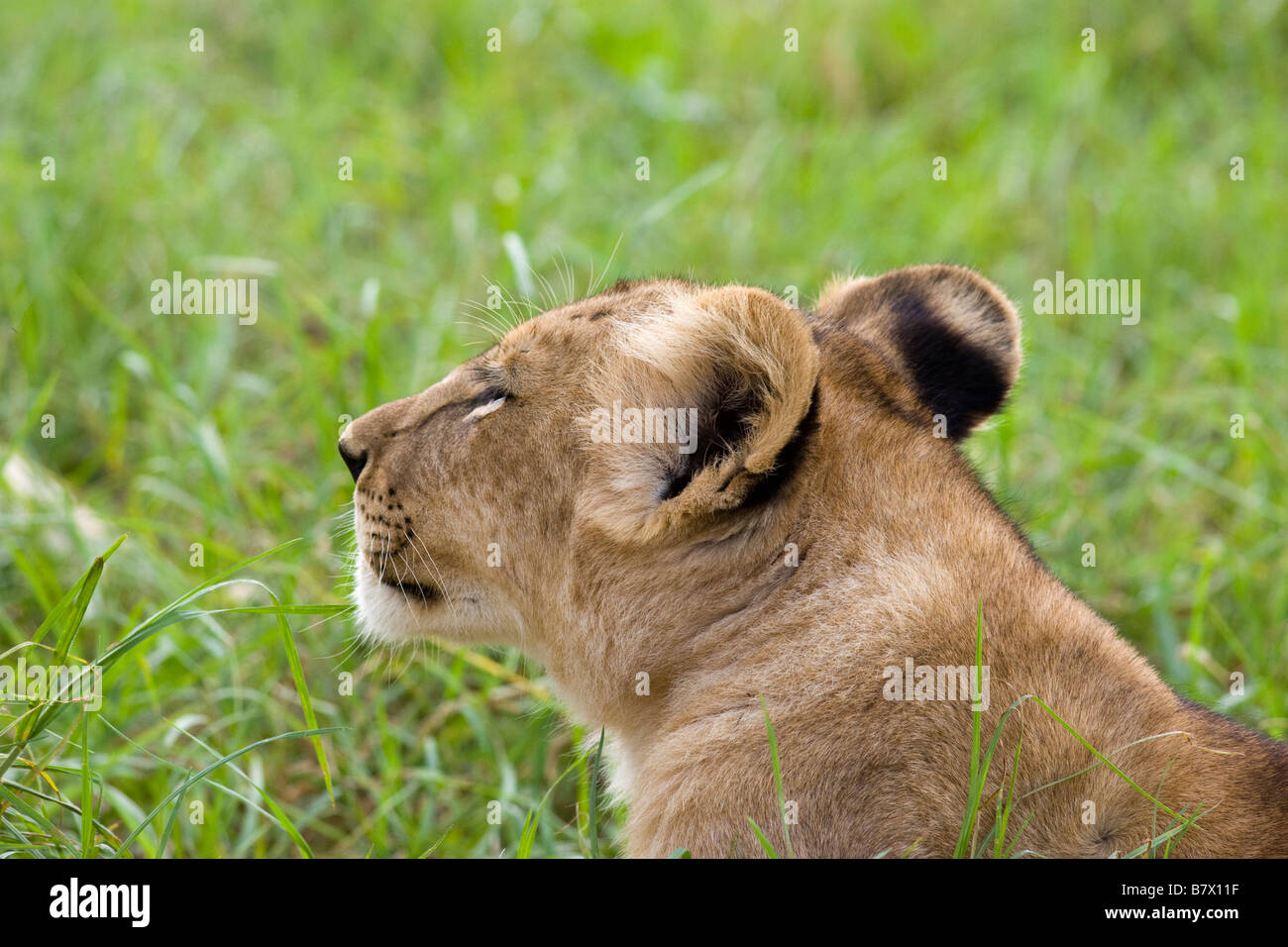 Cachorro de león en el parque Lion Sudáfrica Foto de stock