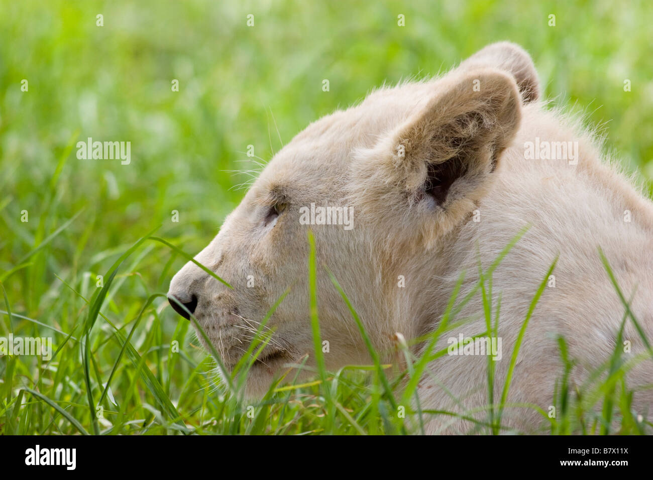Cachorro de león blanco en el parque Lion Sudáfrica Foto de stock