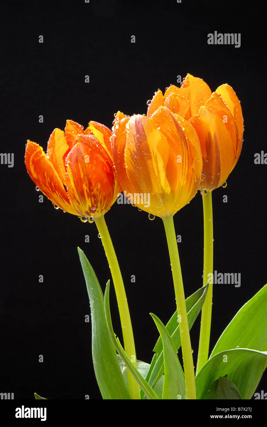 Tulip 29 Foto de stock