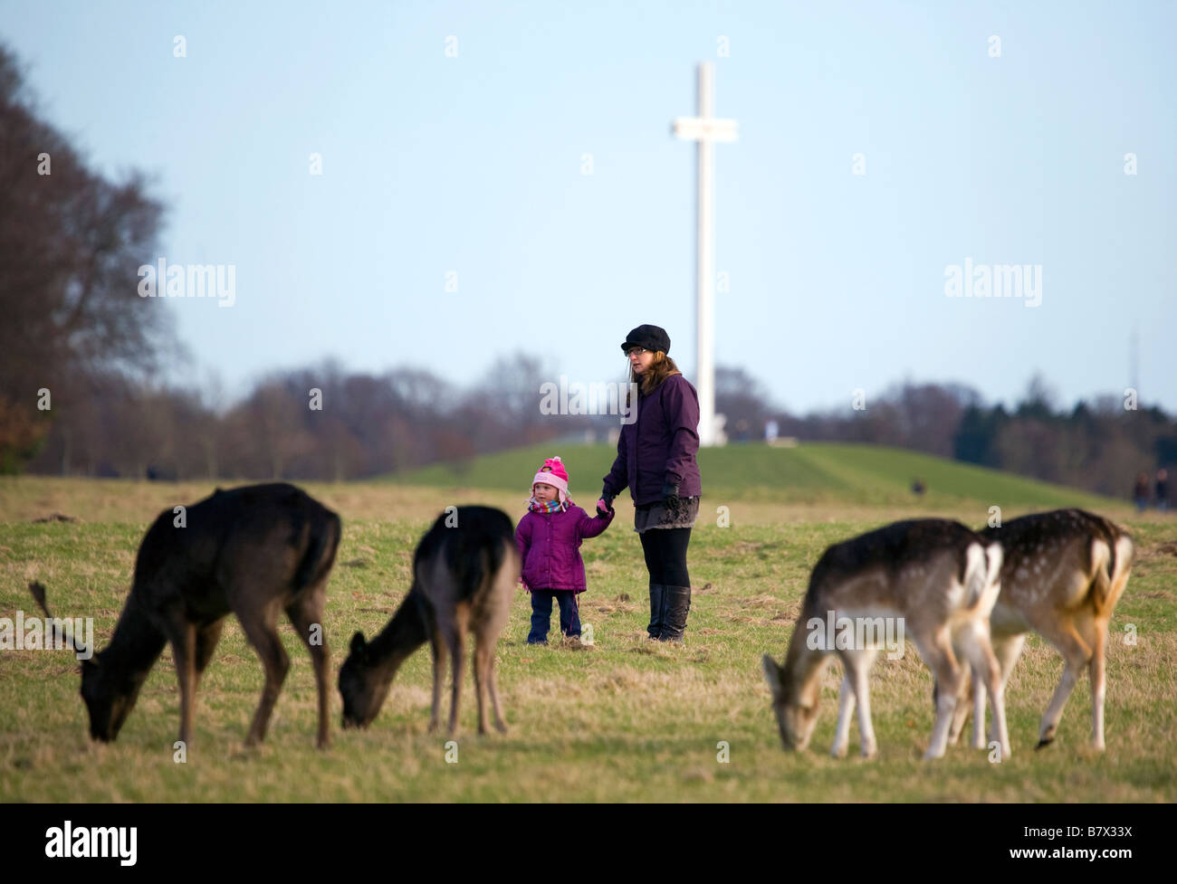 Madre e hija mira Gamo Dama dama de pastoreo en los 15 acres en el Phoenix Park de Dublín con la cruz papal Foto de stock