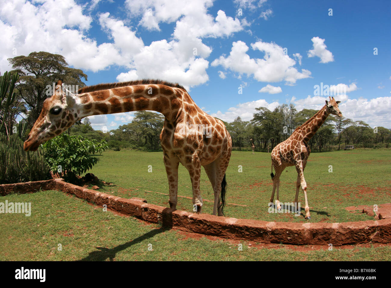 Girafas Rothschild,Giraffa camelopardalis rothschildi,Giraffidae, abrigo, secador,, mamíferos ungulados, cuernos, cuello largo, Savana, África Foto de stock