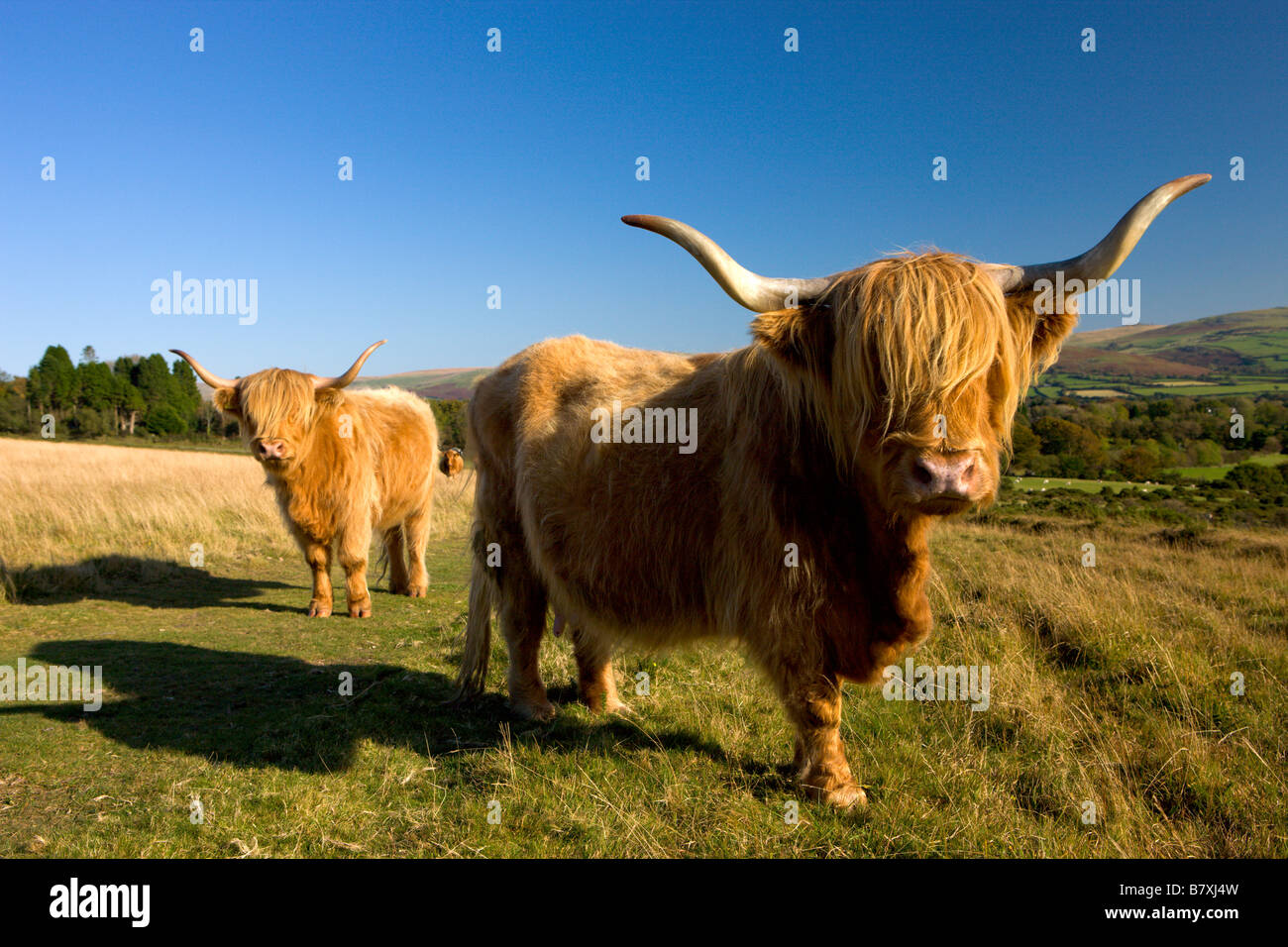 Highland ganado pastando en el parque nacional de Dartmoor Devon, Inglaterra Foto de stock