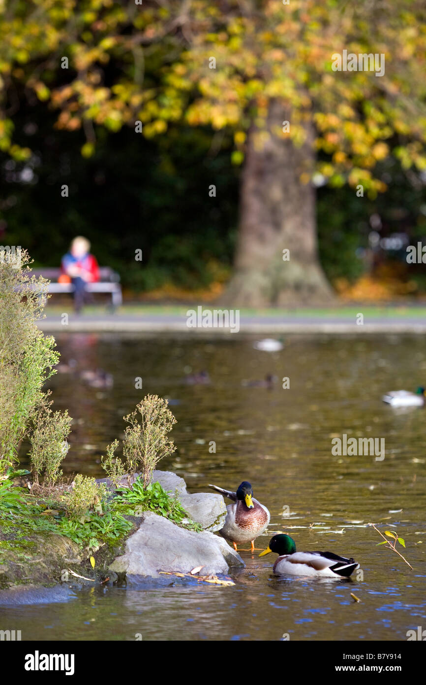 Patos Anas platyrhynchos en un estanque en Stephen's Green Dublin Foto de stock