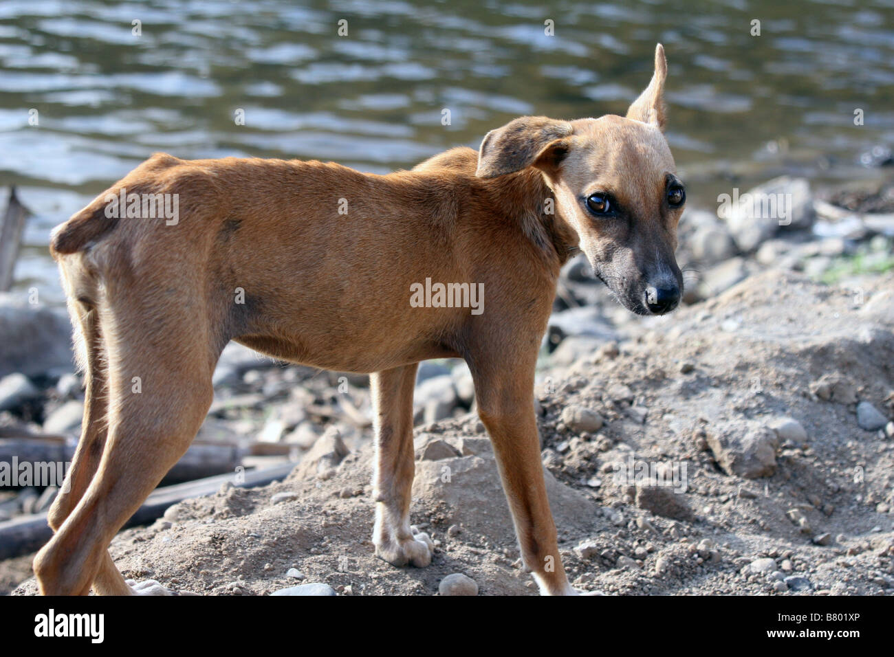 Perro flaco fotografías e imágenes de alta resolución - Alamy