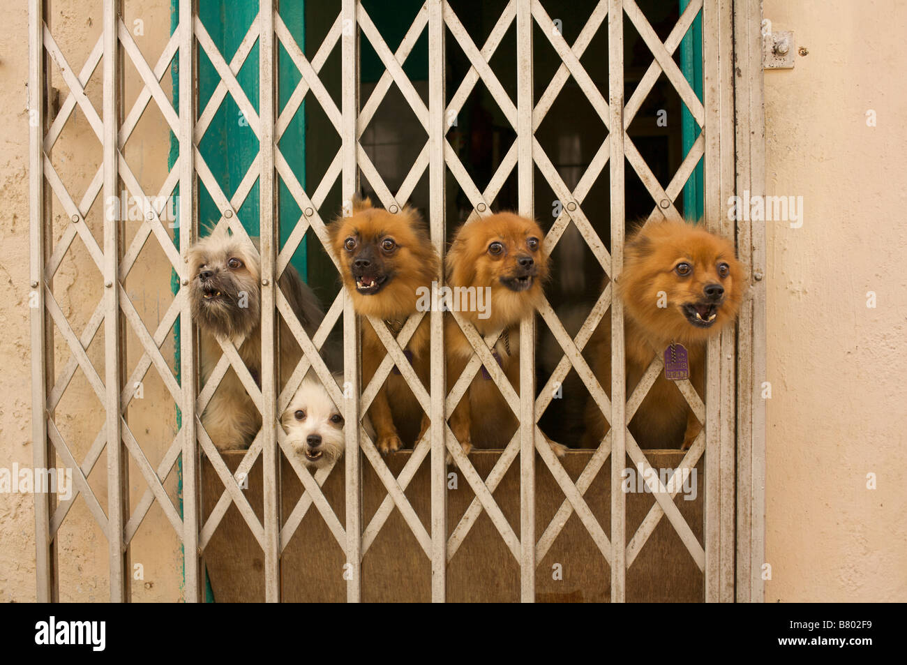 Cinco perros ladrando Foto de stock