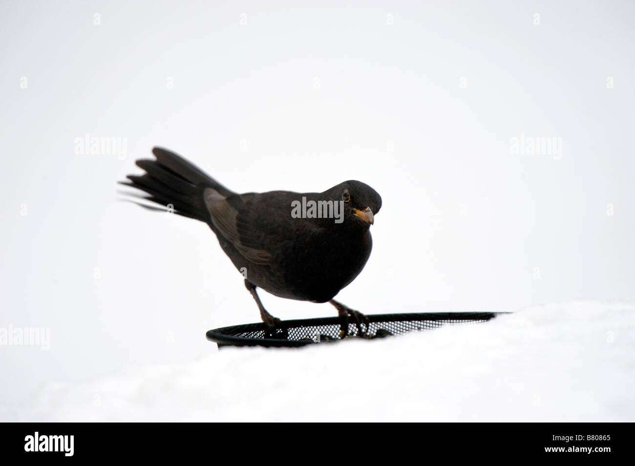 Blackbird alimentándose en la nieve - Turdus merula Foto de stock