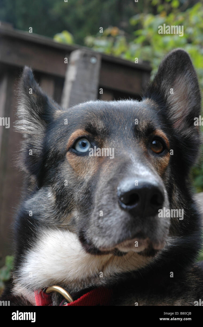 Un perro Pastor Alemán (Alsaciano) mutt con un ojo azul. Foto de stock