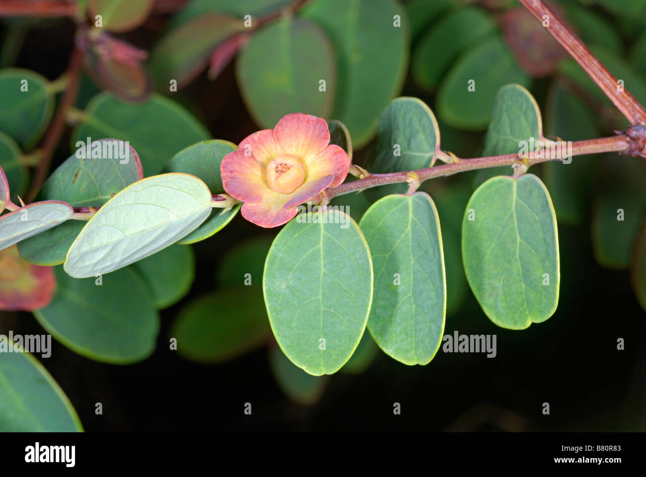 Flor femenina de Breynia. Euphorbiaceae miembro con flores masculinas y  femeninas separadas. También llamada la 
