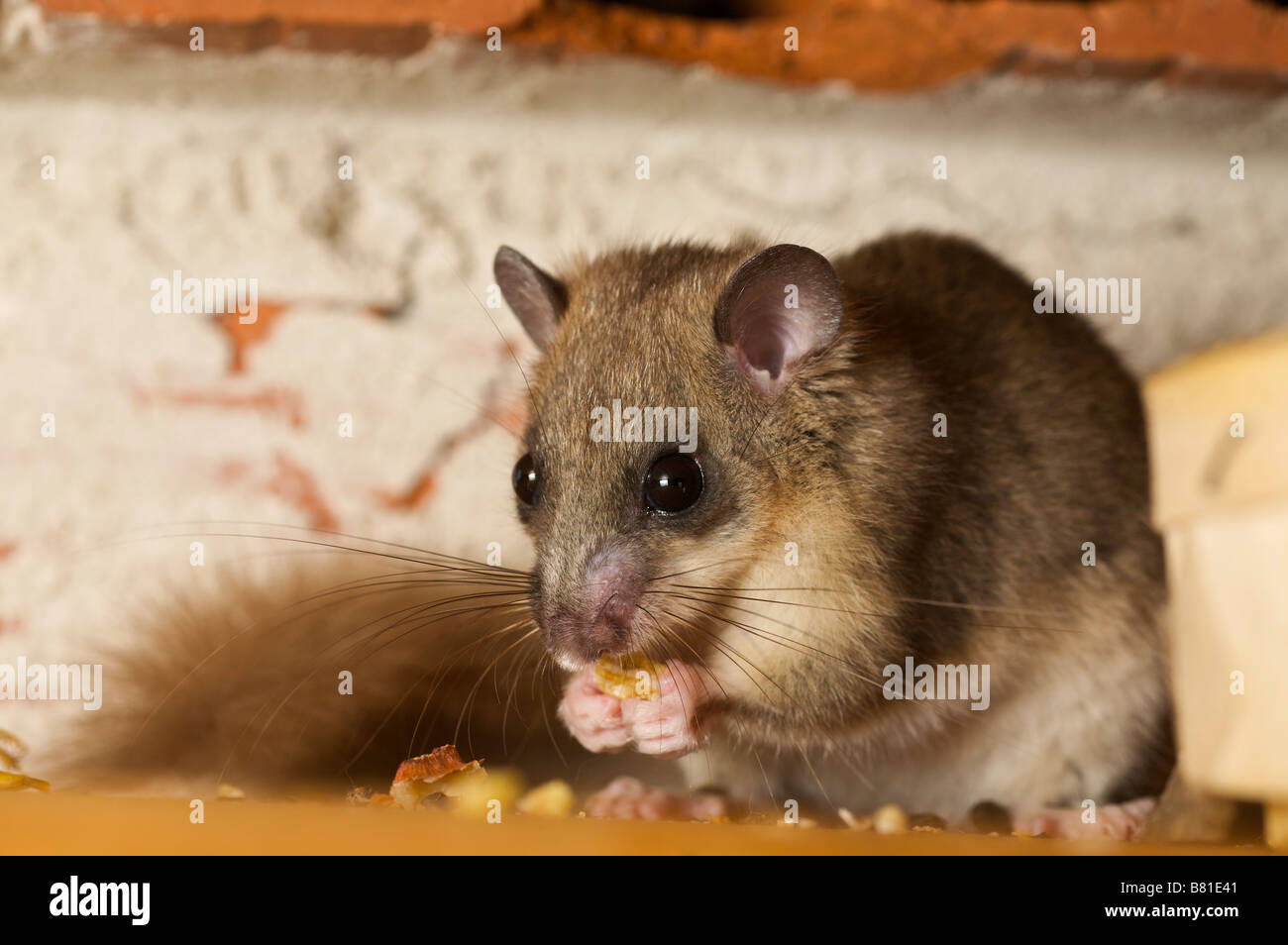 Comestible o lirón gris glis Myoxus en casa Brive la Guaillarde Francia Foto de stock