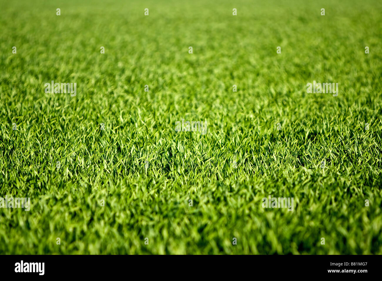 hierba verde Foto de stock