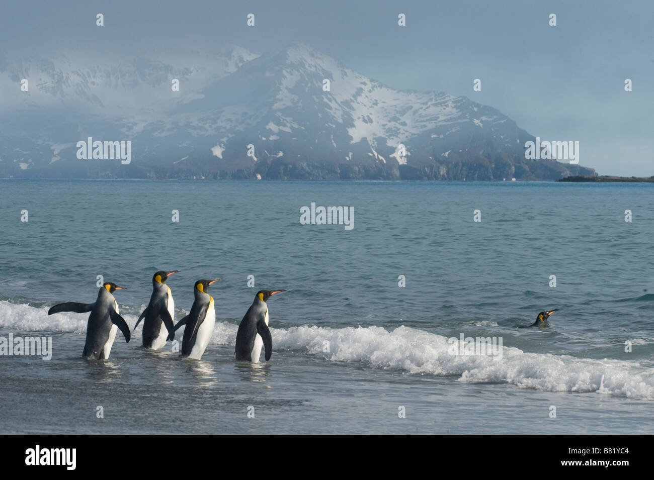 Pingüinos rey (Aptenodytes patagonicus) entrando en el mar, la llanura de Salisbury, Isla Georgia del Sur Foto de stock
