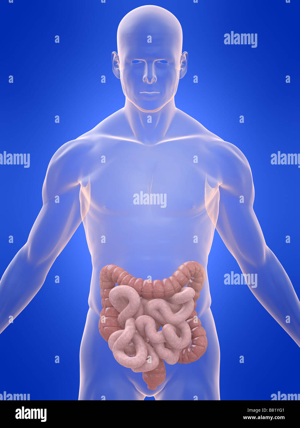 Los intestinos y el colon humano Foto de stock