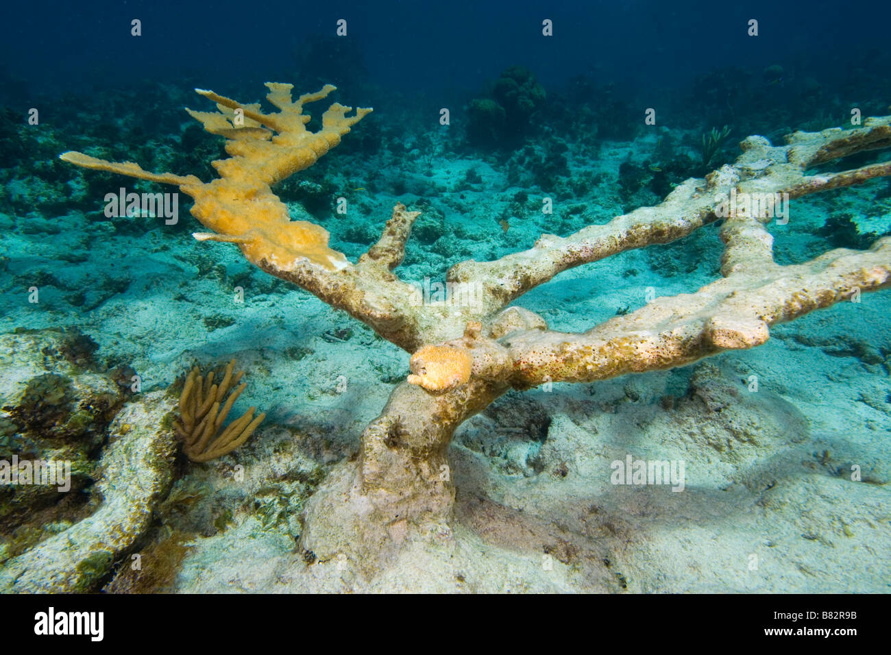 Daña los corales Elkhorn Bahamas, el calentamiento global, la decoloración, el océano, el Mar de Coral Blanqueados Foto de stock