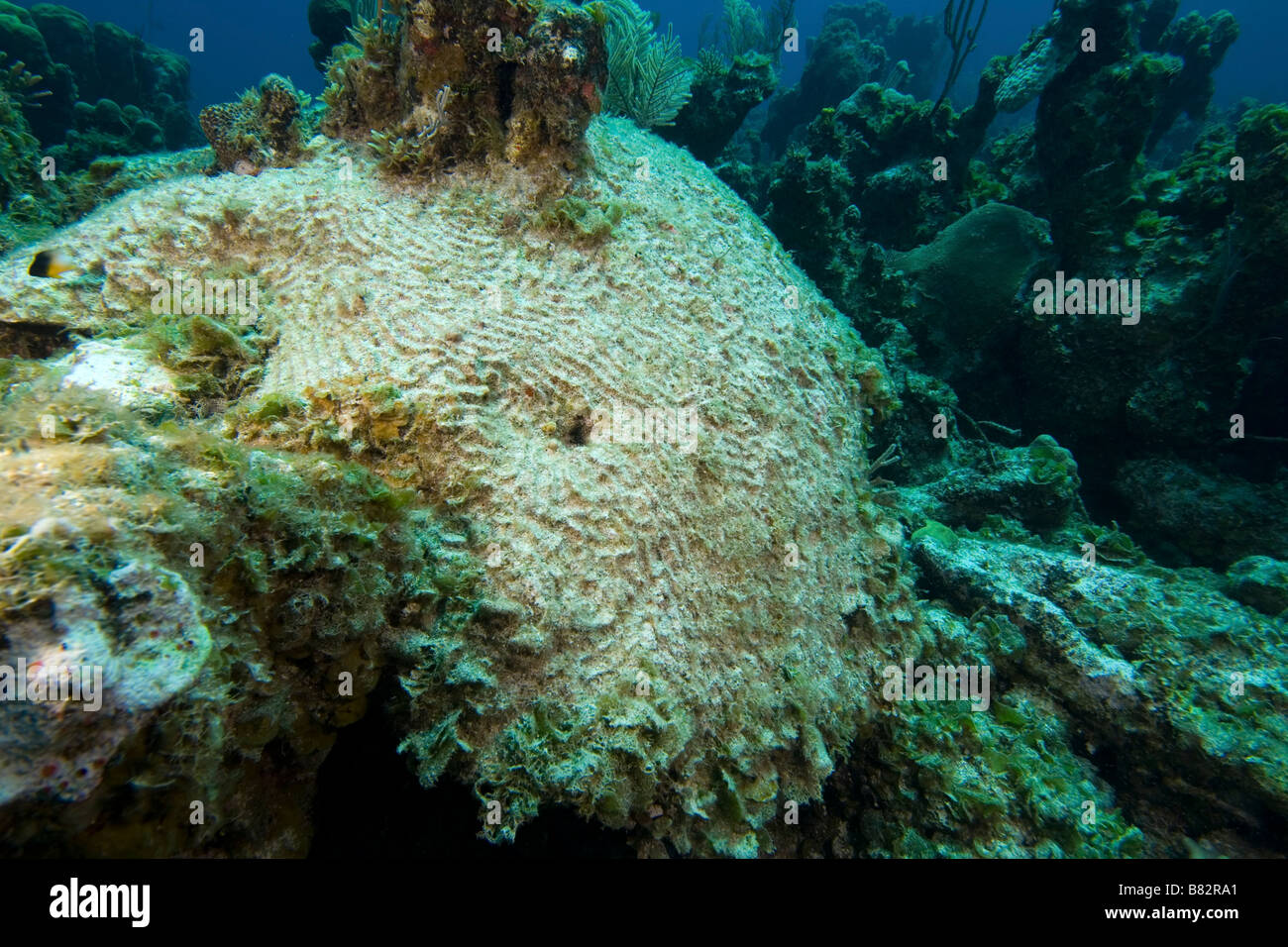 Coral Blanqueados Bahamas, desastre ecológico, coral muerto, corales duros, agua caliente, el blanqueamiento Foto de stock