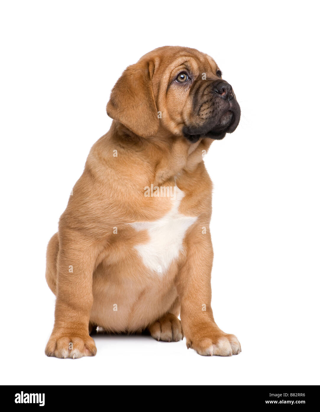 Dogo de Burdeos cachorro 2 meses delante de un fondo blanco Fotografía de  stock - Alamy