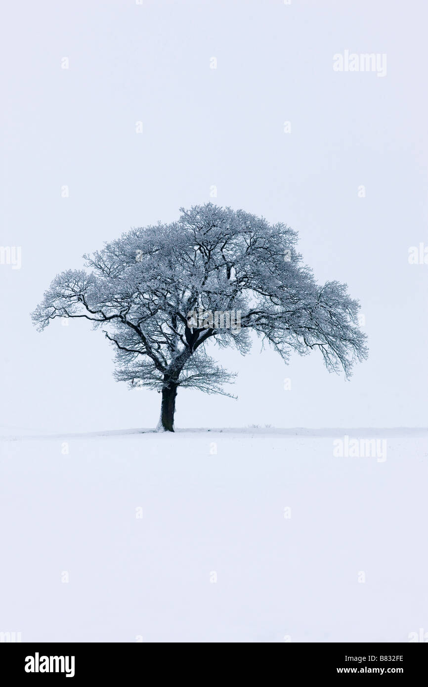 Árbol solitario en una ladera cubierta de nieve Foto de stock