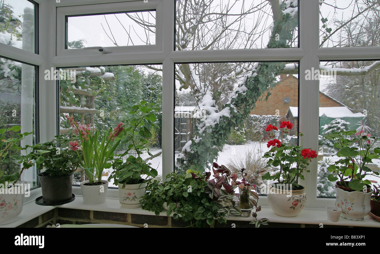 Las plantas han sido sometidos en interiores, para asegurar su supervivencia durante el invierno. Foto de stock