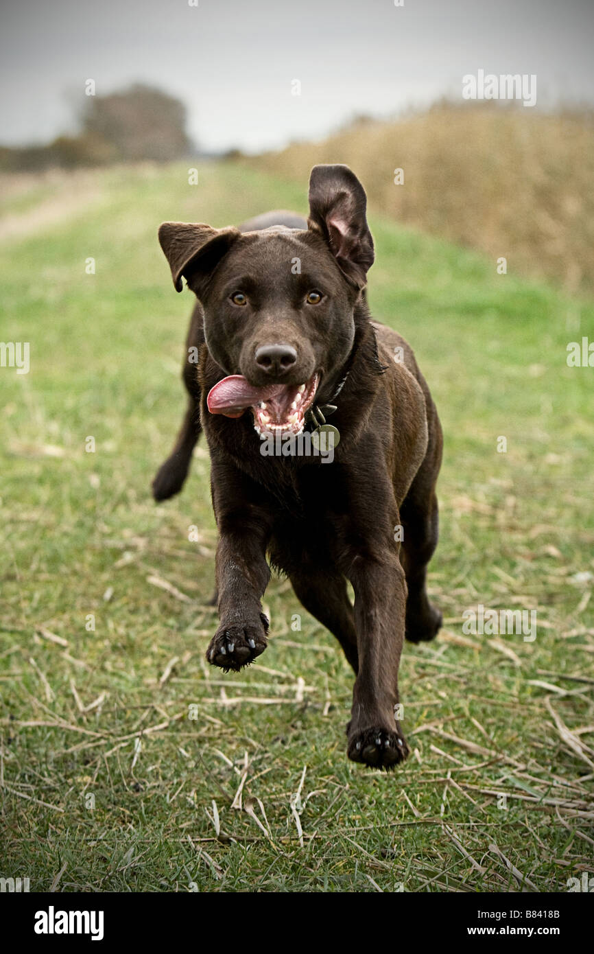 Labrador corriendo en el campo Foto de stock