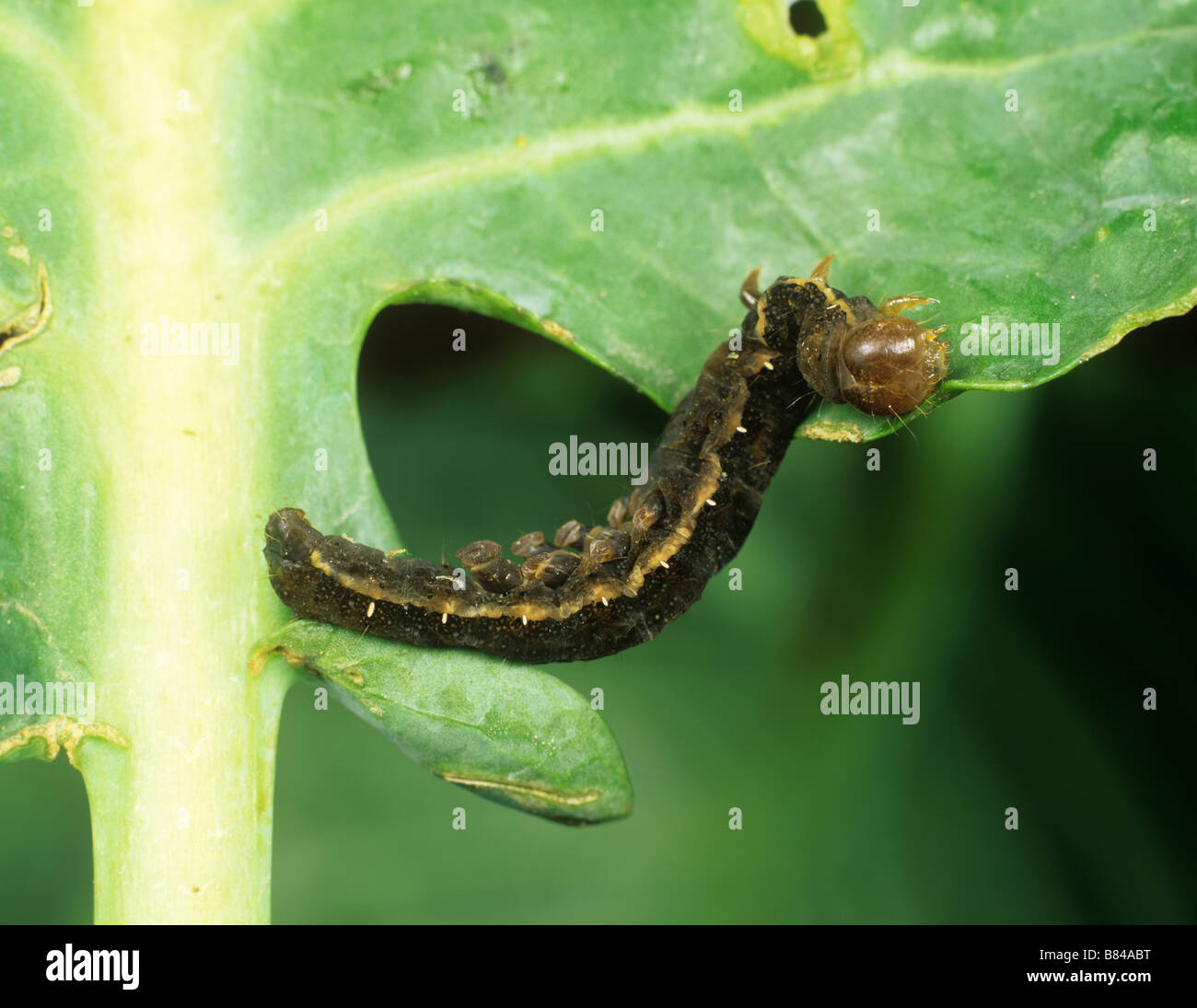 Una polilla del tomate Lacanobia oleracea caterpillar después del tratamiento con Bacillus thuringiensis Foto de stock