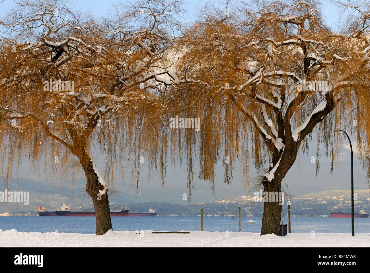 árboles de sauces llorones fotografías e imágenes de alta resolución