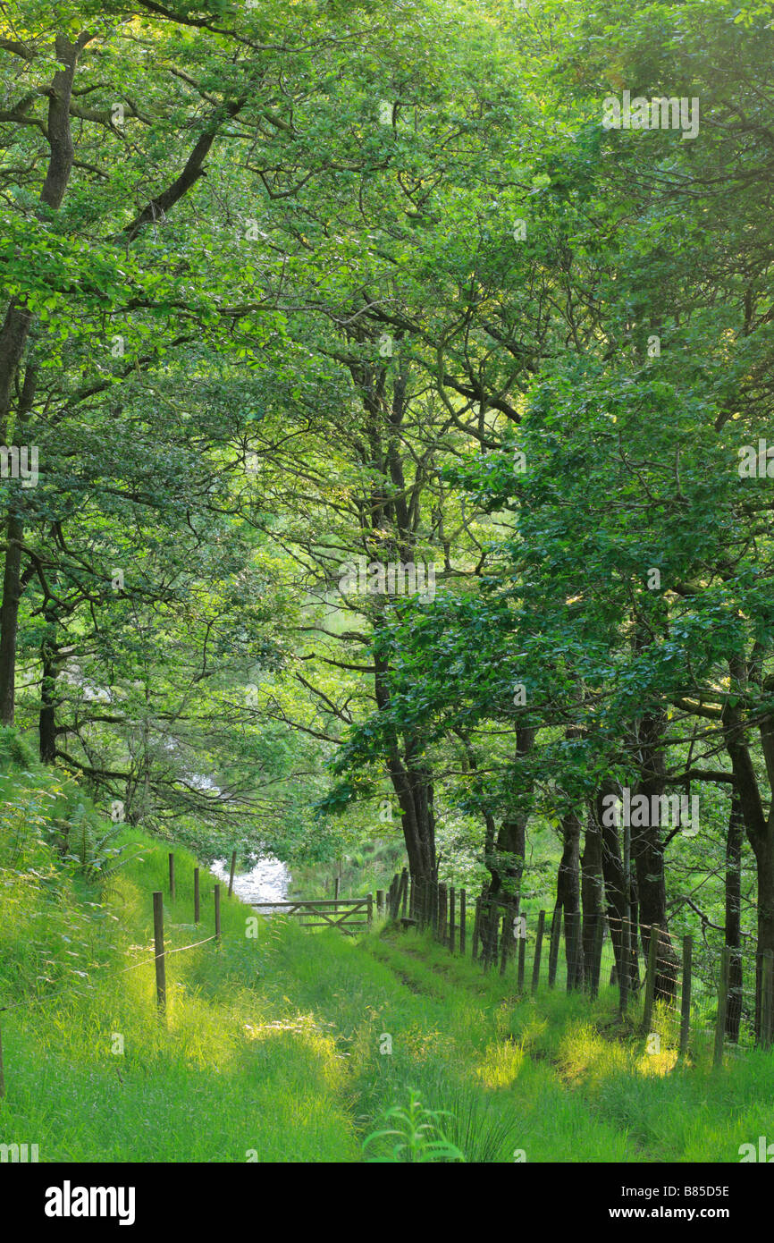Vía a través de roble albar (Quercus petraea) del bosque. Powys, Gales. Foto de stock