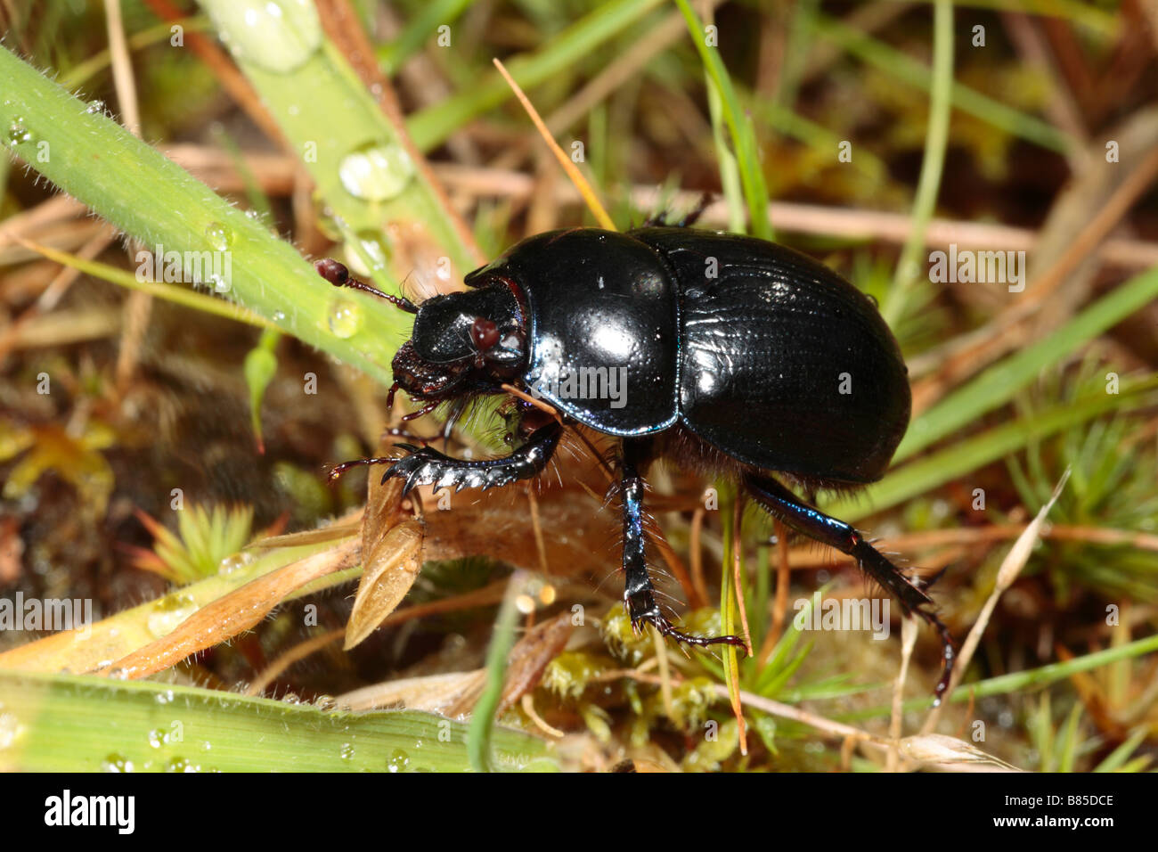 Geotrupes stercorarius Escarabajo (DOR). Powys, Gales. Foto de stock