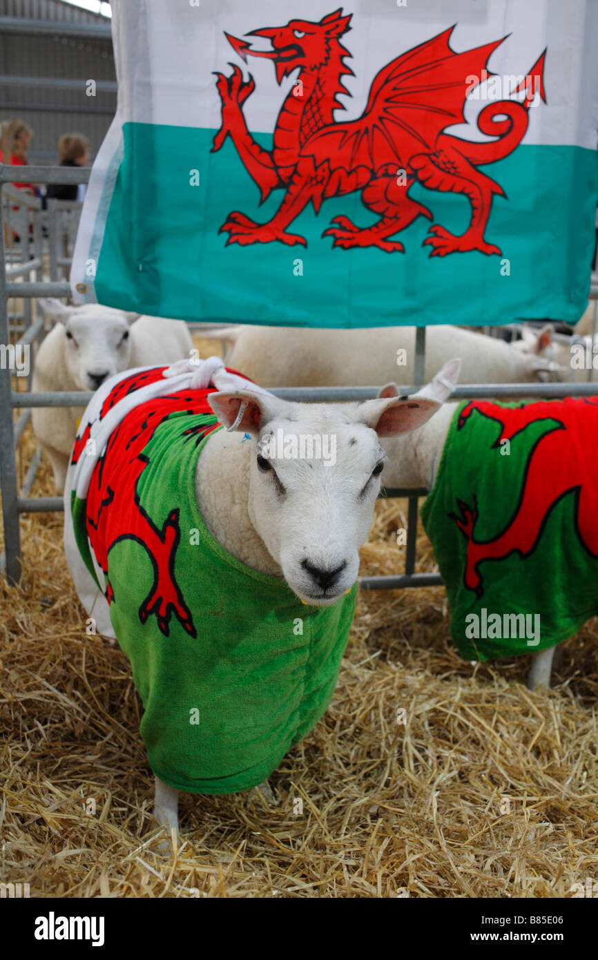 Ganador del premio corderos Texel en la feria agrícola de invierno galés. Builth Wells, Powys, diciembre de 2008. Foto de stock