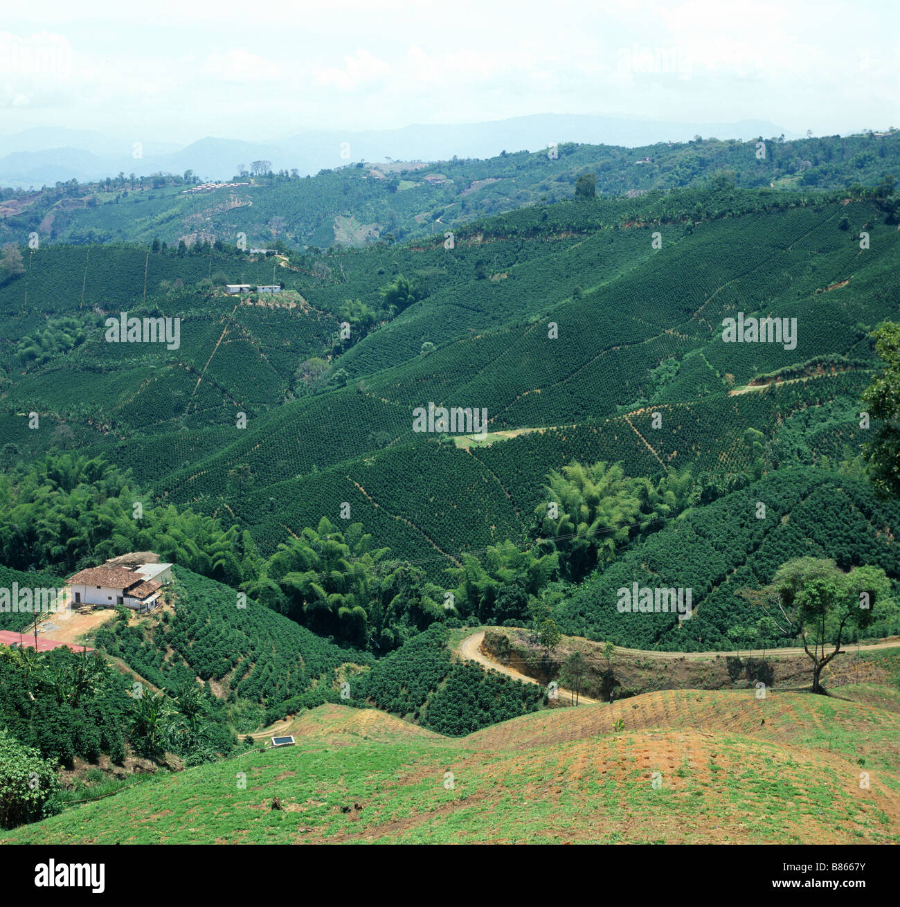 Las plantaciones de café de llanura sin árboles de sombra en Colombia Sudamérica Foto de stock