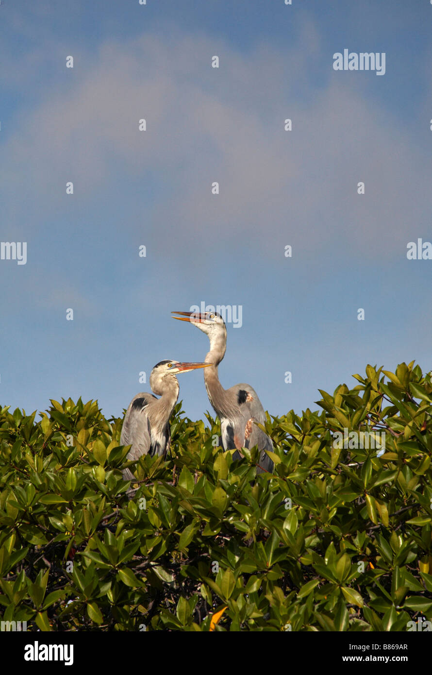 Par de garzas azules, Ardea herodias, encima del mangle rojo al verde mar Caleta Tortuga, Isla Santa Cruz, Galápagos, Ecuador en septiembre Foto de stock