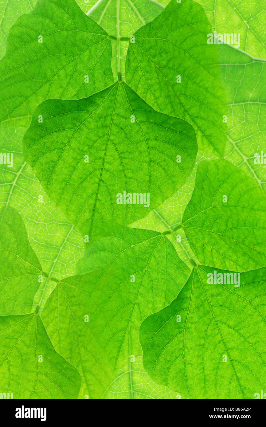Cerca del fondo de hojas verdes Foto de stock