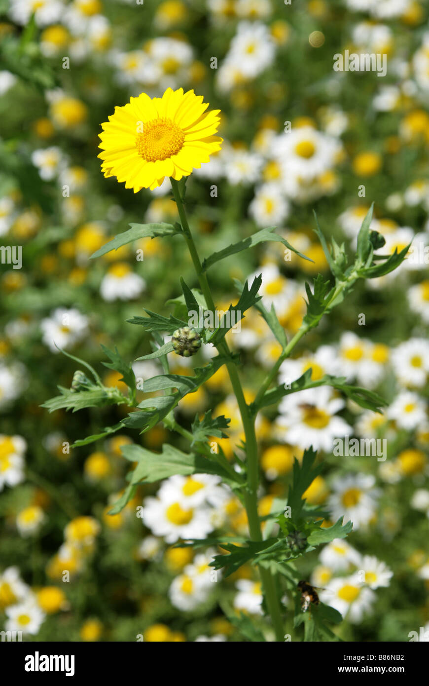 Caléndula, Chrysanthemum segetum maíz, Asteraceae y margaritas de Ojo de Buey Chryanthemum leucanthemum Foto de stock